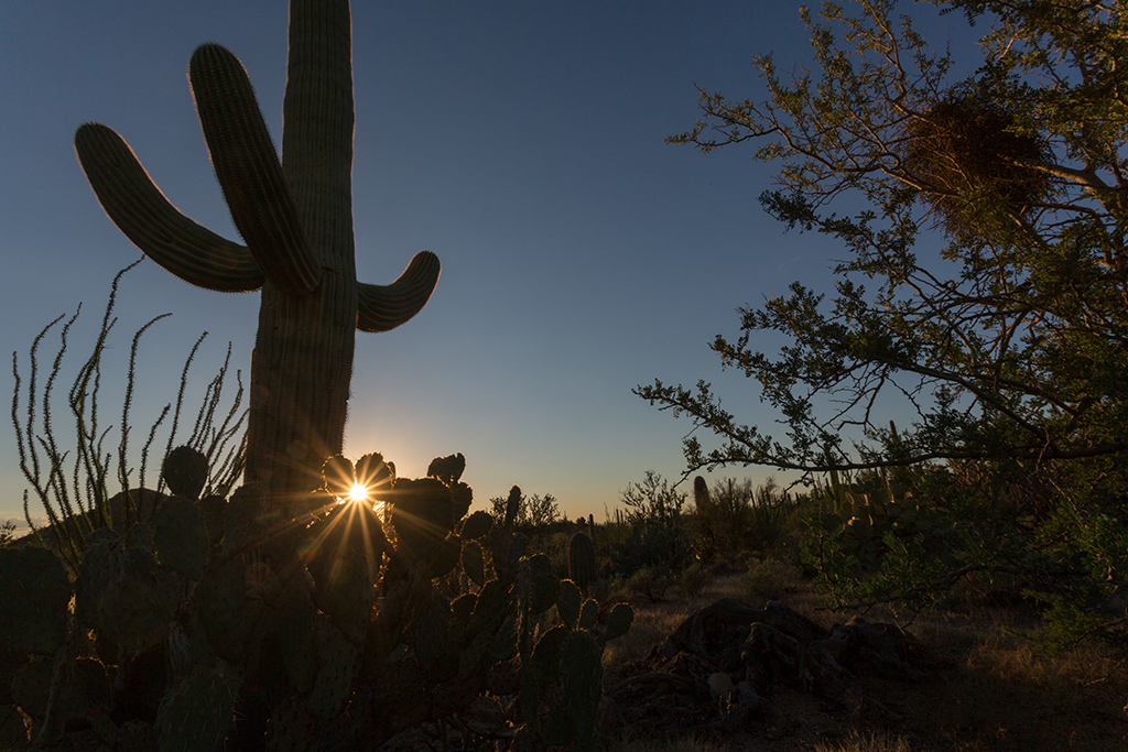 10-20 - 16.jpg - Saguaro National Park, West Part